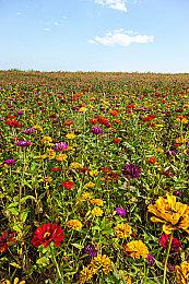 脑回路清奇！任天堂干的这些“坏事儿”实则保护游戏行业